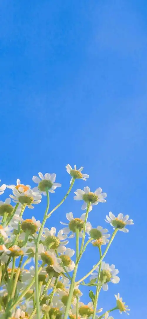 聊天背景图换上以后聊天心情也好了