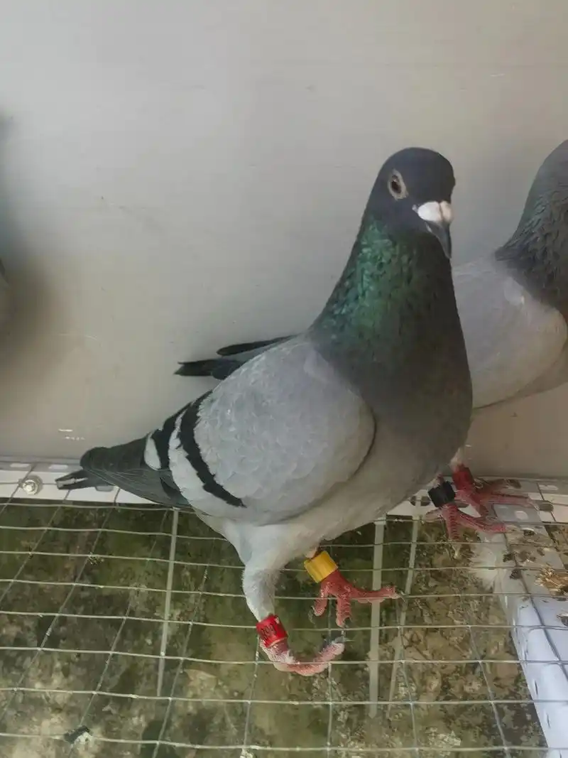 经典势山系脏灰福建归巢鸽.经典势山系脏灰福建归巢鸽 22年福 - 抖音