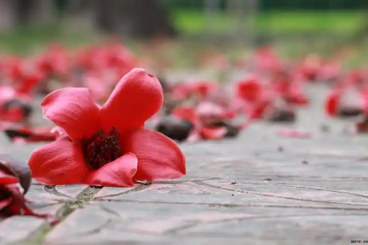 广东人怕湿咸湿惠州淡澳的木棉花已经开了红彤彤挂满了枝头