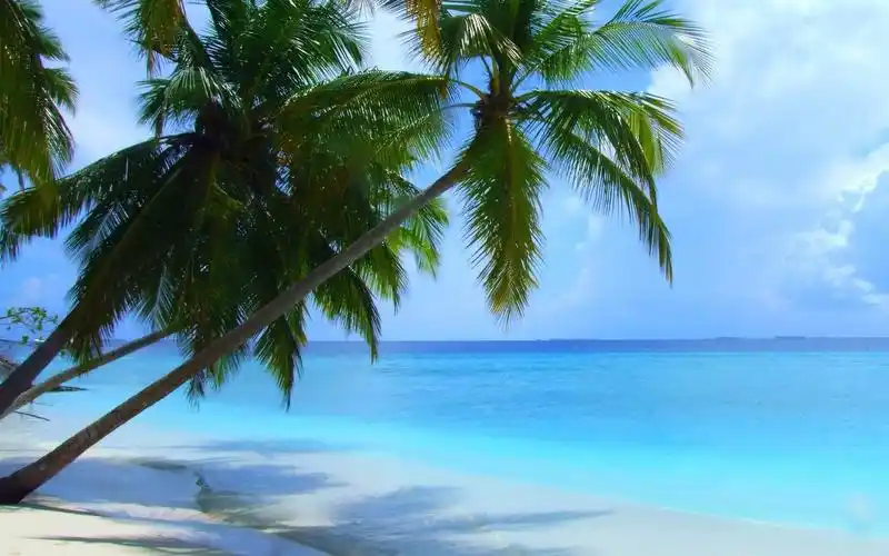 海边椰树唯美风景电脑桌面壁纸