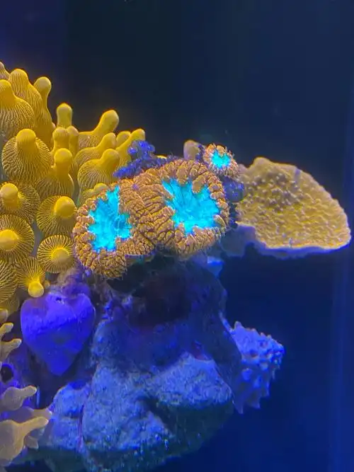 深圳南山出双色纽扣脑