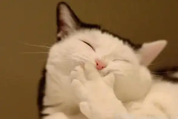 (二十五) 拍了拍我的可爱脸蛋心都化了.