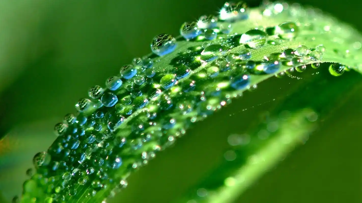 好看的绿色植物电脑壁纸第三辑高清大图预览1600x900_植物壁纸下载_美