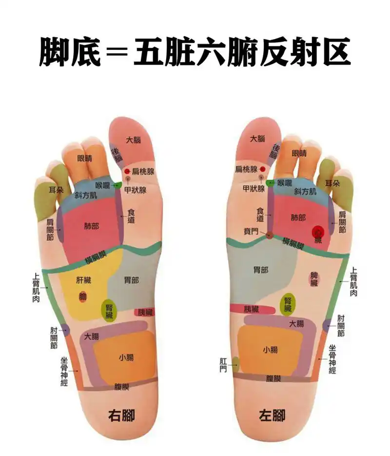 最全【脚部反射区图解】五脏六腑 淋巴系统 🦶按脚底➕脚背,健康