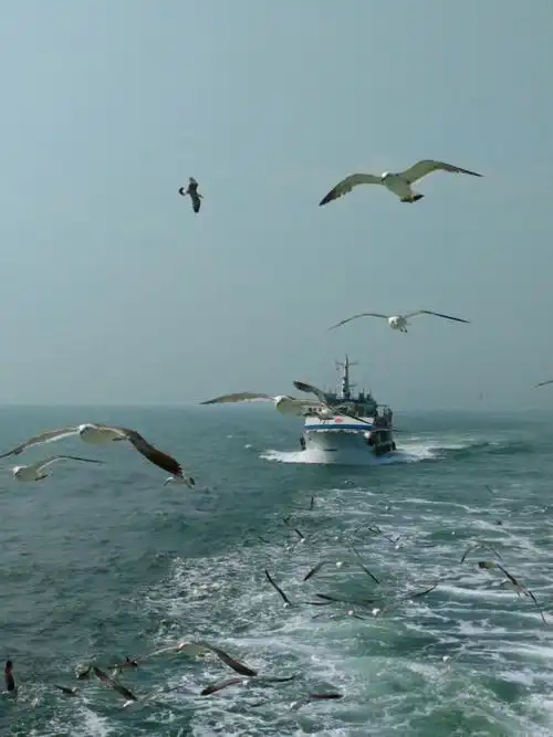 坐船的时候会有海鸥跟着船飞来,有种保驾护航的赶脚