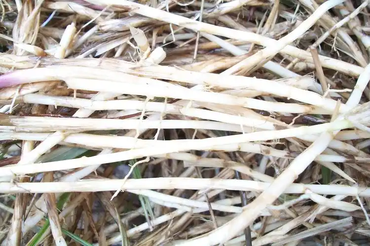 天然新鲜白茅根 野生白茅 茅草根 竹蔗清热止血现挖中药材坚草根