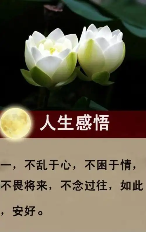 情感经典感悟人生句子 不乱于心不困于情