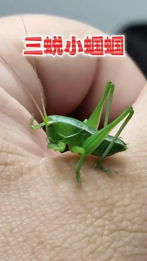 经过三次蜕皮的小蝈蝈,还好是个公的 昆虫 蝈蝈 鸣虫文化