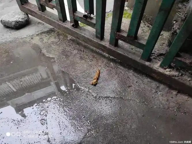 屯溪五福街辖区横街街道狗屎遍地!该谁负责?