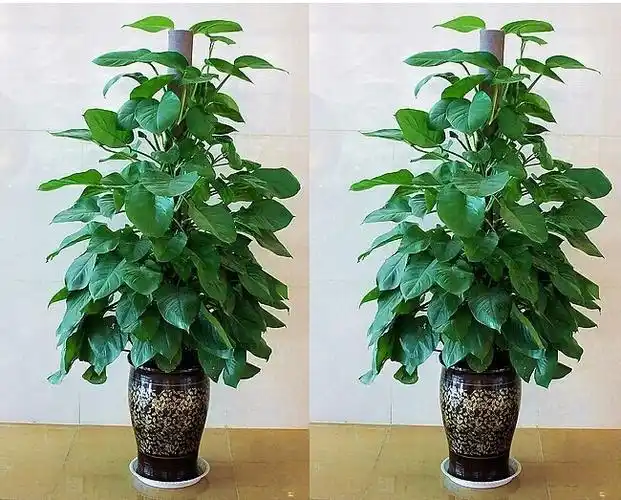 下面的是1.5米-2米的大绿萝派送实物图片