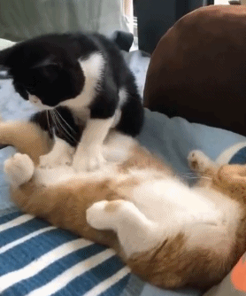 想亲妹子被拒绝一脸不正经的动态图