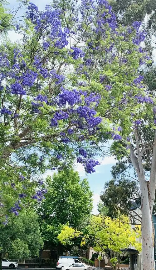 悉尼春日蓝花楹