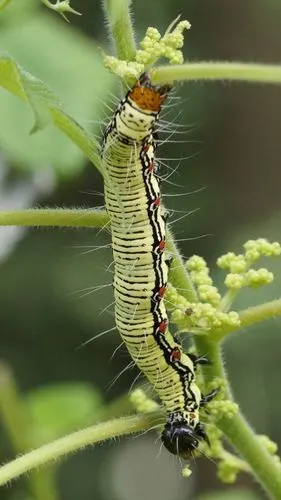 苎麻夜蛾的幼虫雍容华贵
