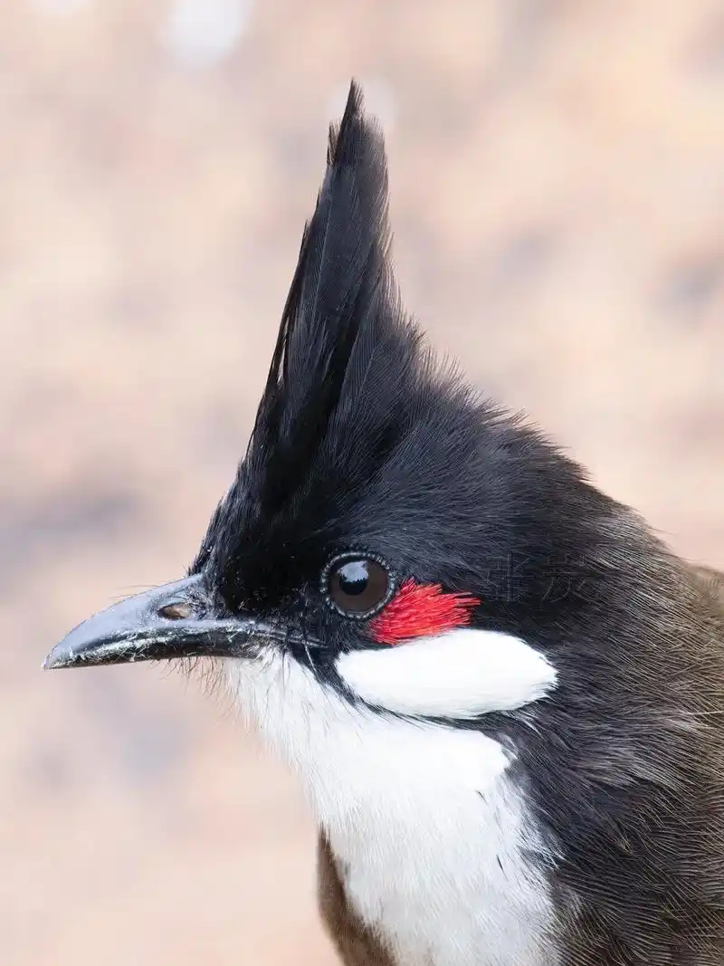 只是它这个头发浓密又乌黑(),很难看清楚.