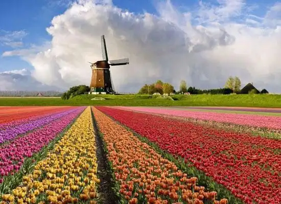 世界上最美的10大花海,普罗旺斯的薰衣草已盛开