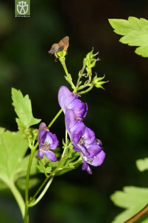 aconitum carmichaelii var.