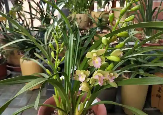 香兰花不仅 "香味绝",而且外观 "清新"!