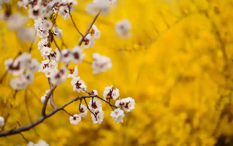 唯美纯白杏花小清新高清桌面壁纸