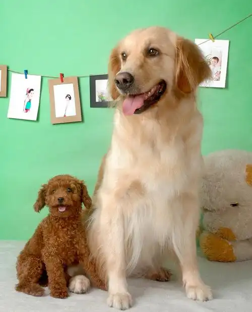 可爱狗狗图片大全