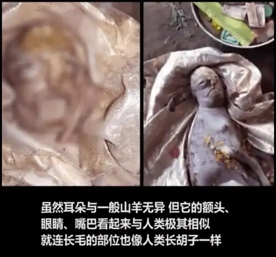 虽然耳朵与一般山羊无异 但它的额头,眼睛,嘴巴看起来与人类极其相似