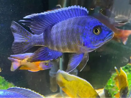 野生红花孔雀 - 三湖慈鲷 - cta南美水族