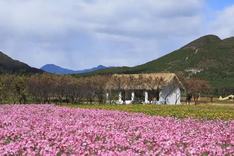 秋游怀柔圣泉山千亩花海