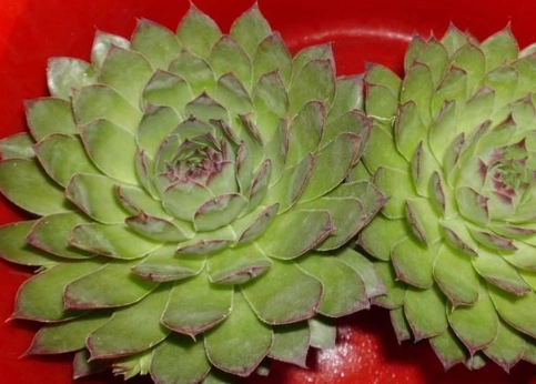 养佛座莲要注意什么?