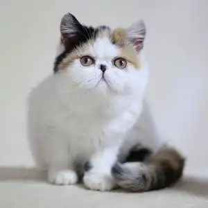 纯种异国短毛猫三花加菲猫家养宠物猫咪活体幼猫萌宠猫舍