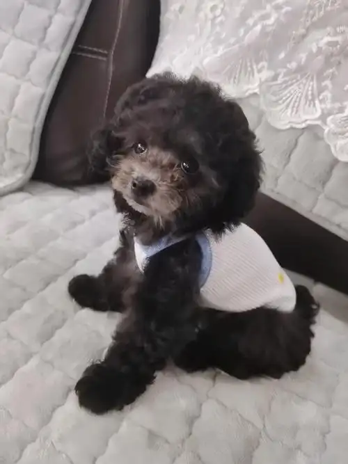 84天大灰泰迪宝宝