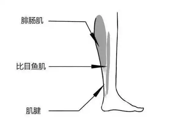 比目鱼肌位置