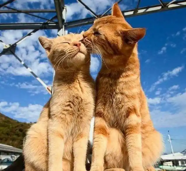 兽医劝告:猫咪在交配时,不要强行分开它们!