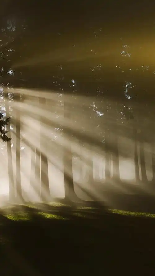 幽静的森林世界迷人意境