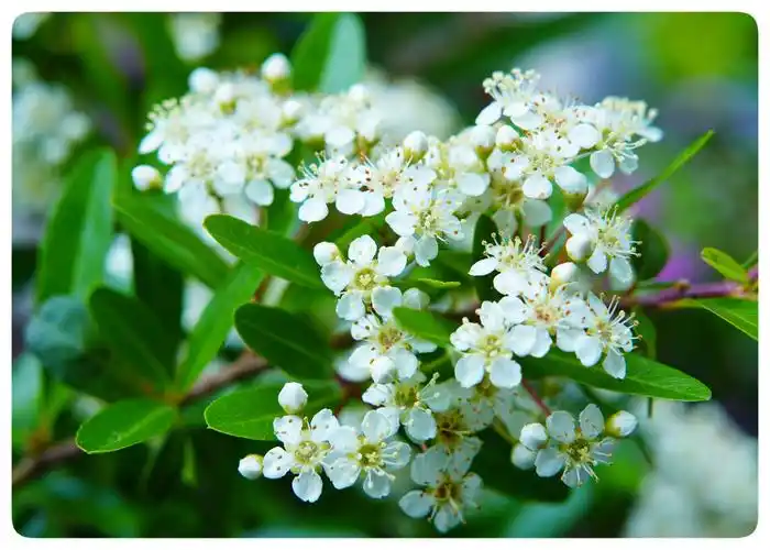 火棘树图片(火刺木树图片) - 养花之家