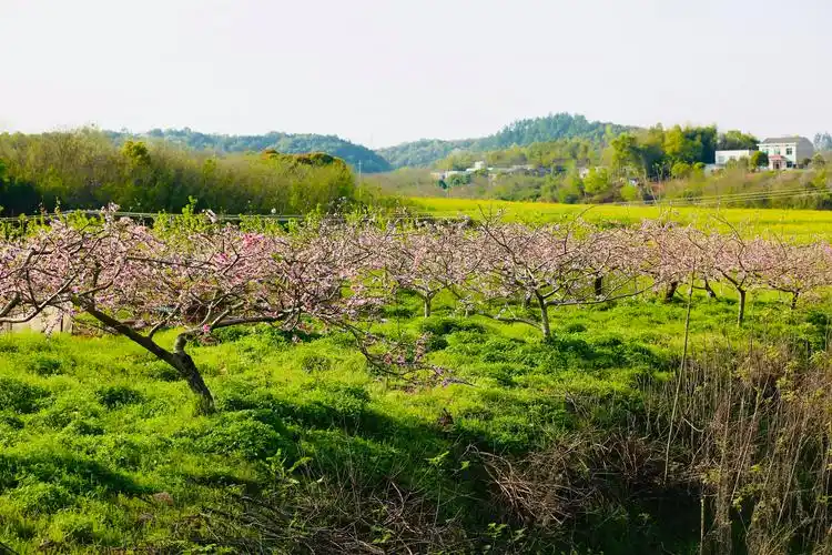 天心区许兴村黄桃园