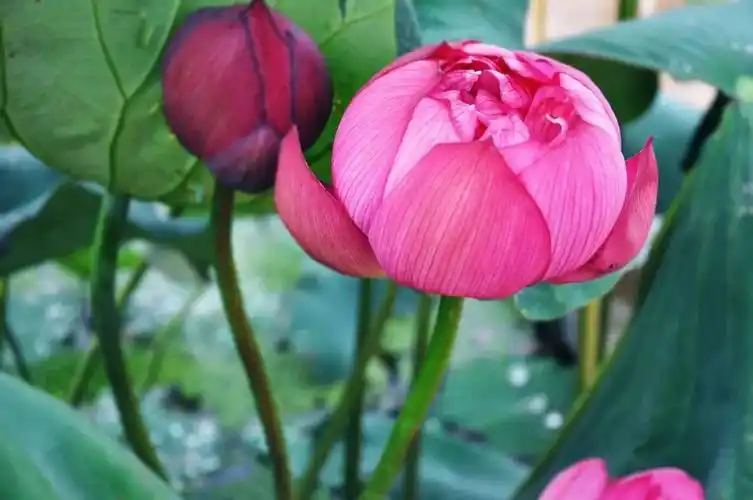 一曲孙露版愿做菩萨那朵莲我都收藏了