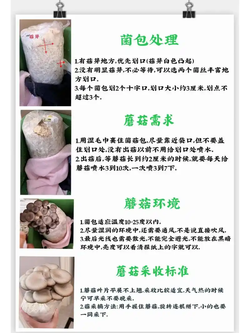 亲子种植蘑菇成长记录和蘑菇种植教程来啦        小朋友看到每天蘑菇