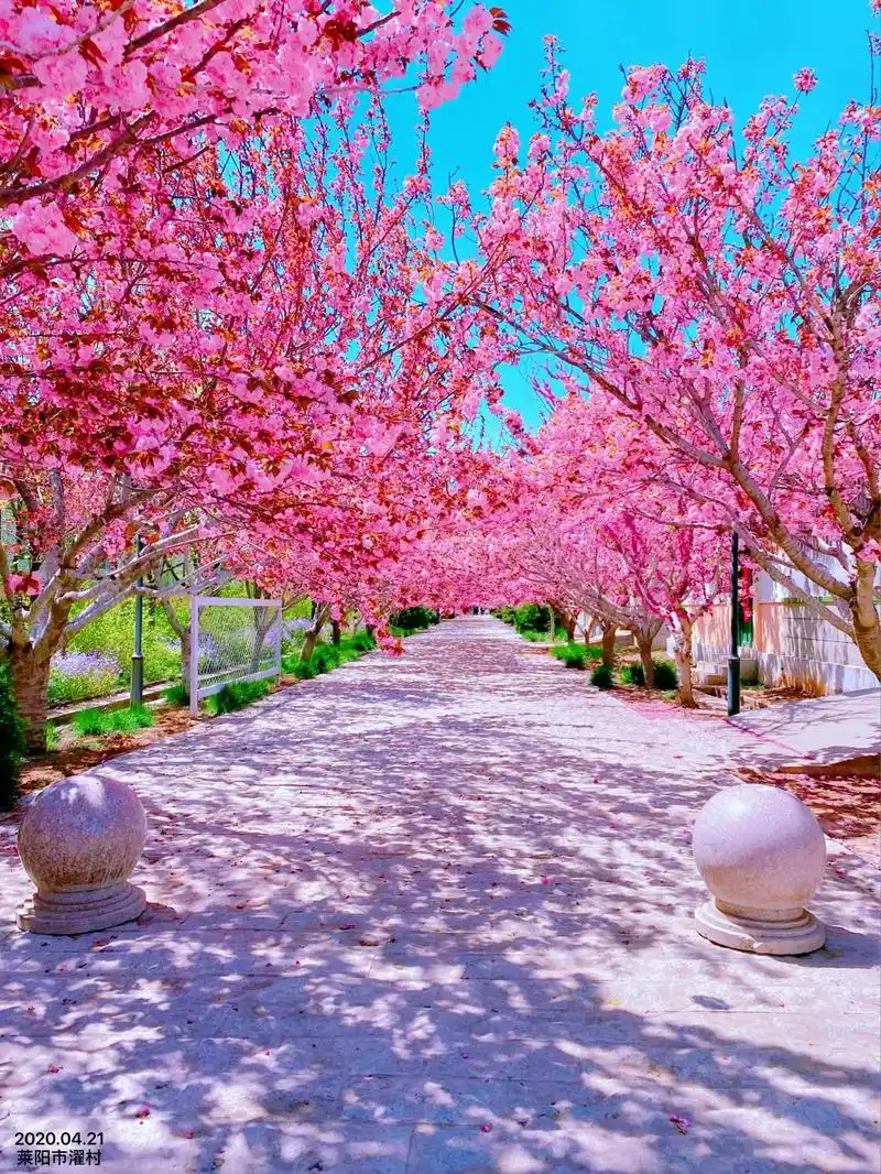 烟台莱阳濯村樱花节418开园