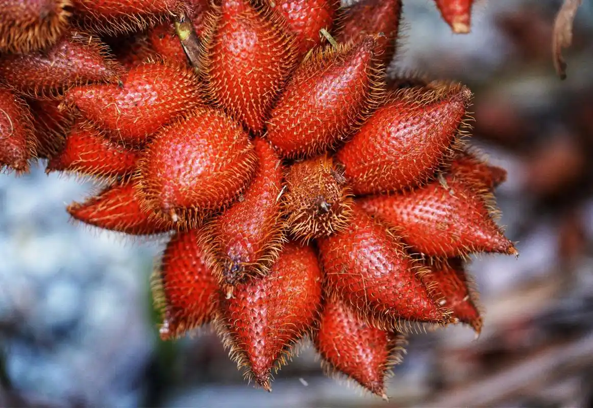 这些冷门又少见但非常美味的水果,你都吃过哪些?