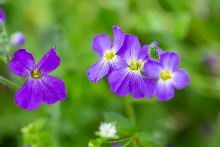 美丽的大自然在春天,新鲜的树木和鲜花图片