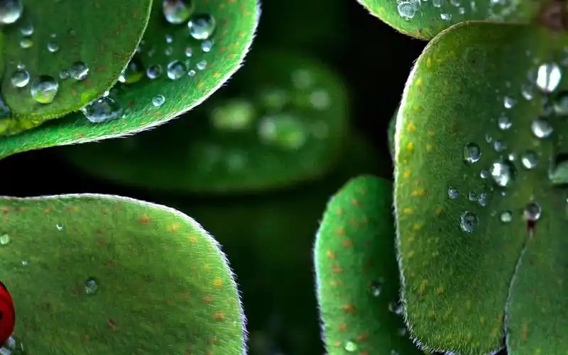 清爽绿色植物护眼壁纸代表生命与希望的绿色