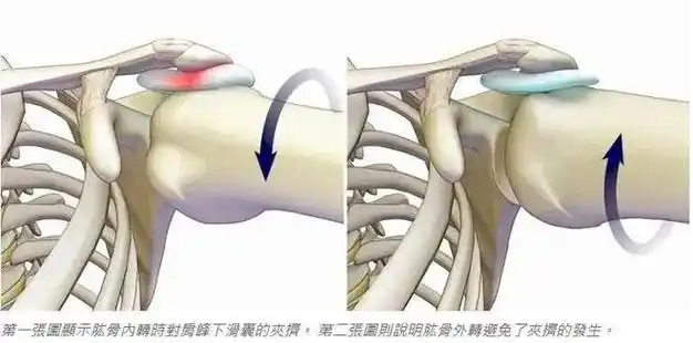 肌肉|关节|肌群|肩胛|前锯肌|胸小肌_网易订阅