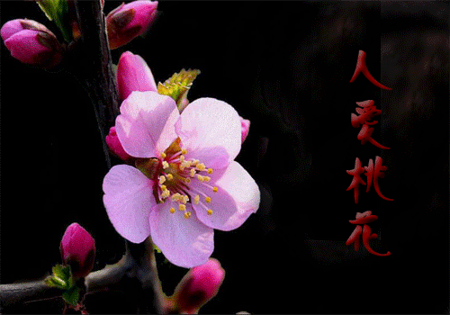 500_350gif 动态图 动图