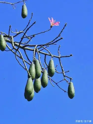 木棉花果与木棉袈裟