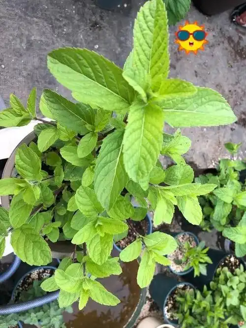 苏格兰薄荷:苏格兰薄荷叶子上有些绒毛,味道和留兰香薄荷的味道比较