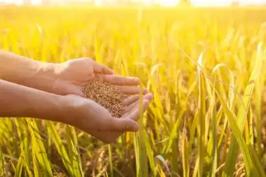 秋天,成熟的稻田,丰收的景象