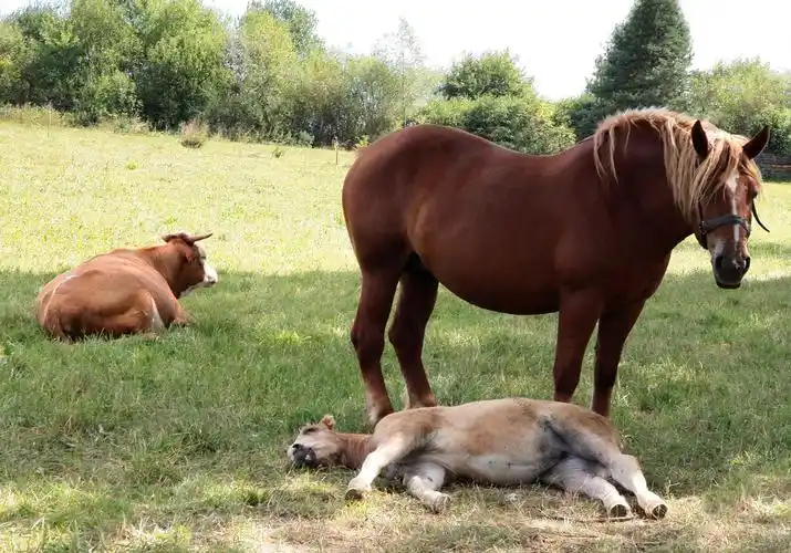 马和牛在牧场上,马和牛在牧场上