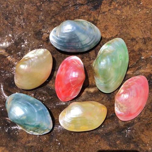 天然海螺贝壳淡水蛤彩色珍珠蚌壳水族鱼缸摆件装饰礼物拍摄道具