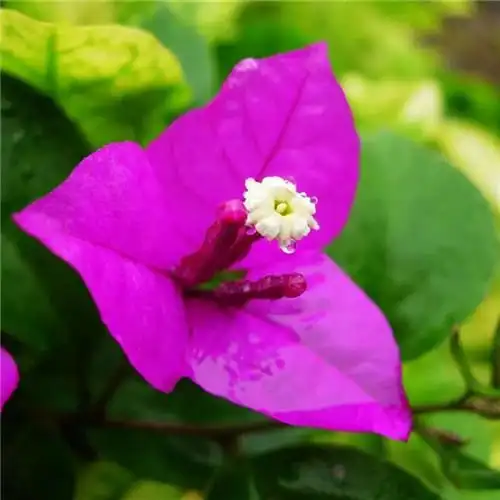 唯美鲜花头像 高清漂亮适合微信头像的花朵图片唯美_植物头像_头像屋