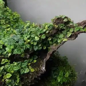 进口迷你小叶霹雳水陆雨林缸耐阴藤蔓攀爬附生造景室内观叶绿植物