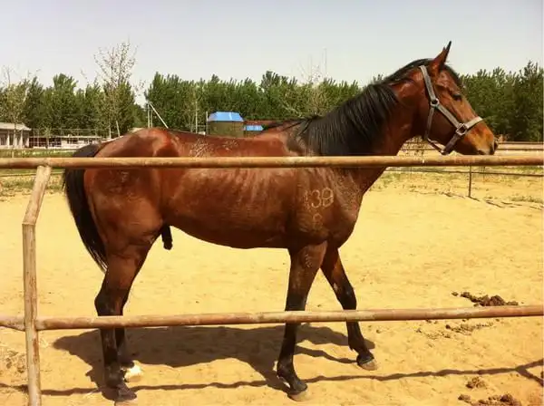 伊犁马体尺与国内其他马相比,为我国较大的马种之一.